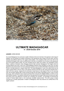 Ultimate Madagascar Tour Report 2019