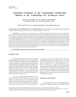 Anatomical Variations of the Caudomedial Antebrachial Muscles in the Crab-Eating Fox (Cerdocyon Thous)