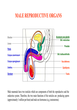 Male Reproductive Organs