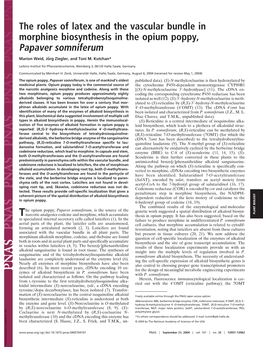 The Roles of Latex and the Vascular Bundle in Morphine Biosynthesis in the Opium Poppy, Papaver Somniferum