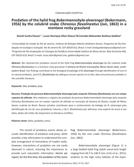 Predation of the Hylid Frog Bokermannohyla Alvarengai