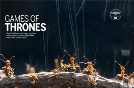 Wood Ants Live in Vast Super-Societies Led by Powerful Queens. Ross Piper Enters Their Hidden World