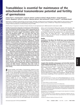 Transaldolase Is Essential for Maintenance of the Mitochondrial Transmembrane Potential and Fertility of Spermatozoa