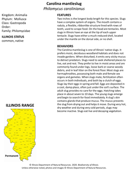 Carolina Mantleslug Philomycus Carolinianus ILLINOIS RANGE
