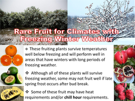 These Fruiting Plants Survive Temperatures Well Below Freezing and Will Perform Well in Areas That Have Winters with Long Periods of Freezing Weather