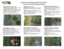 Common Tree Species Guide for Greater Toronto Area and Niagara Region
