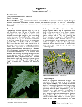 Nipplewort Lapsana Communis L