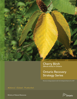 Recovery Strategy for the Cherry Birch (Betula Lenta) in Ontario