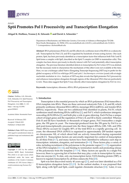 Spt4 Promotes Pol I Processivity and Transcription Elongation