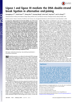 Ligase I and Ligase III Mediate the DNA Double-Strand Break Ligation in Alternative End-Joining