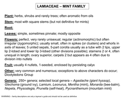 Lamiaceae – Mint Family