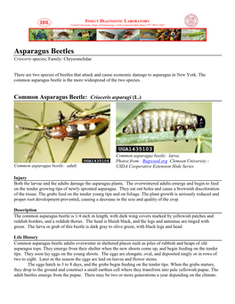Asparagus Beetles Crioceris Species; Family: Chrysomelidae