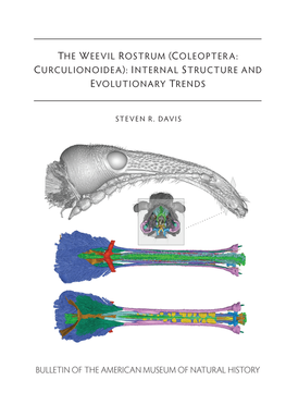 The Weevil Rostrum (Coleoptera: Curculionoidea): Internal Structure and Evolutionary Trends