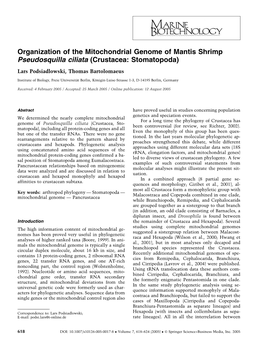 Organization of the Mitochondrial Genome of Mantis Shrimp Pseudosquilla Ciliata (Crustacea: Stomatopoda)