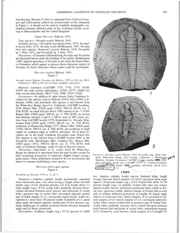 LIEBERMAN—CLADISTICS of OLENELLID TRILOBITES 105 Line-Drawing