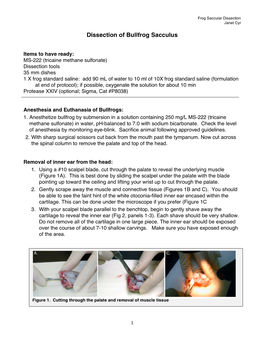 Dissection of Bullfrog Sacculus