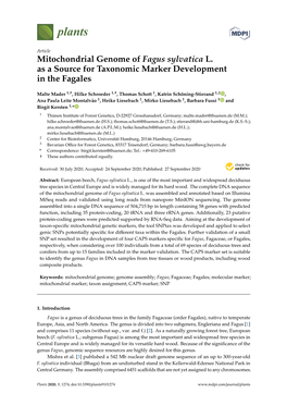 Mitochondrial Genome of Fagus Sylvatica L. As a Source for Taxonomic Marker Development in the Fagales