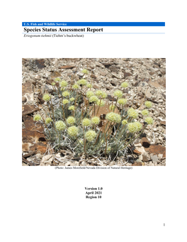 Species Status Assessment Report Eriogonum Tiehmii (Tiehm’S Buckwheat)