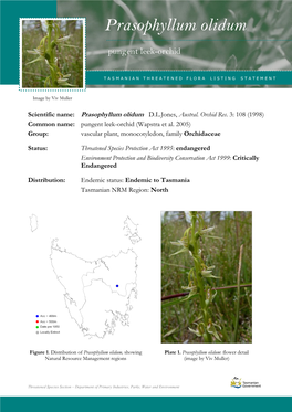 Prasophyllum Olidum Olidum (Pungent Leek- Orchid)