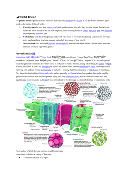 Ground Tissue the Ground Tissue of Plants Includes All Tissues That Are Neither Dermal Nor Vascular