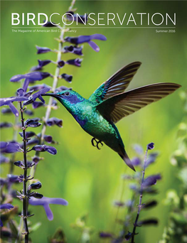 BIRDCONSERVATION the Magazine of American Bird Conservancy Summer 2016 BIRD’S EYE VIEW in Praise of the 'Hummingbird Effect'