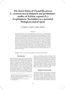 The Insect Fauna of Chondrilla Juncea L. (Asteraceae) in Bulgaria And