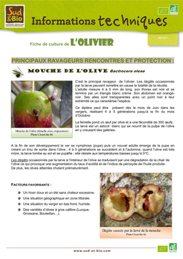 Principaux Ravageurs Rencontres Et Protection