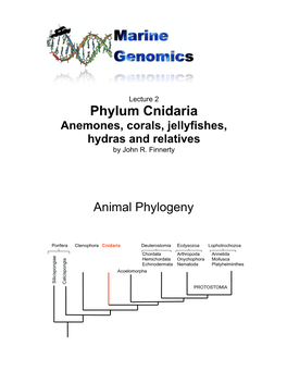 Phylum Cnidaria Anemones, Corals, Jellyfishes, Hydras and Relatives by John R