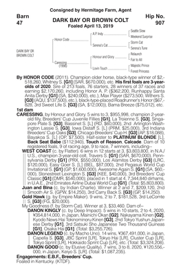 DARK BAY OR BROWN COLT Barn 47 Hip No