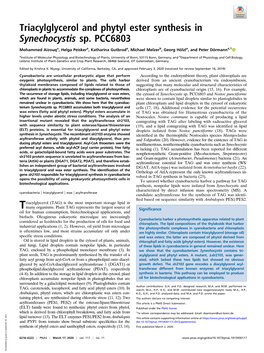 Triacylglycerol and Phytyl Ester Synthesis in Synechocystis Sp