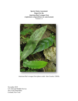 Species Status Assessment for American Hart's-Tongue Fern