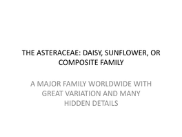The Asteraceae: Daisy, Sunflower, Or Composite Family