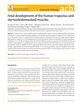 Fetal Development of the Human Trapezius and Sternocleidomastoid Muscles