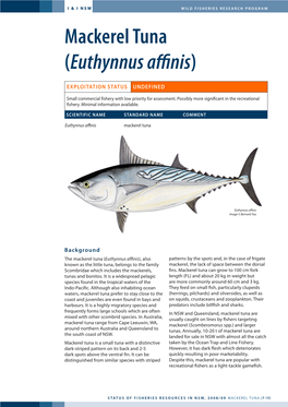 Mackerel Tuna (Euthynnus Affinis)