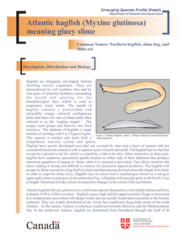 Atlantic Hagfish (Myxine Glutinosa) Meaning Gluey Slime