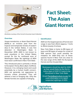 The Asian Giant Hornet