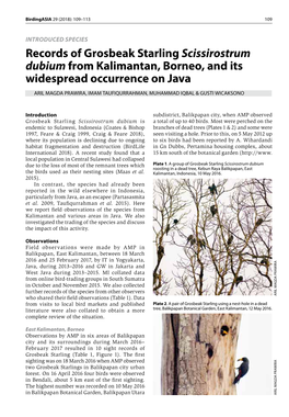 Records of Grosbeak Starling Scissirostrum Dubium from Kalimantan, Borneo, and Its Widespread Occurrence on Java