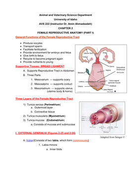 Chapter 2 Female Reproductive Anatomy PART I