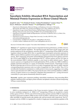 Sarcolipin Exhibits Abundant RNA Transcription and Minimal Protein Expression in Horse Gluteal Muscle