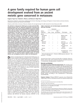 A Gene Family Required for Human Germ Cell Development Evolved from an Ancient Meiotic Gene Conserved in Metazoans