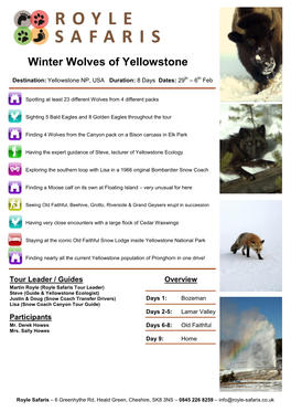 Winter Wolves of Yellowstone