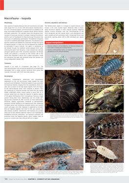Macrofauna – Isopoda
