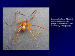 Araña De Los Rincones, Plaga “Cuarentenaria” Para Australia Y Otros Países Grillos Nativos De Importancia Cuarentenaria Para EE.UU