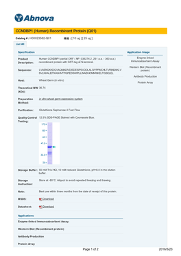 CCNDBP1 (Human) Recombinant Protein (Q01)