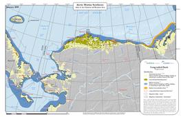 Long-Tailed Duck 66°0'0"N Clangula Hyemalis Chukotka N R