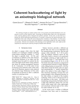 Coherent Backscattering of Light by an Anisotropic Biological Network