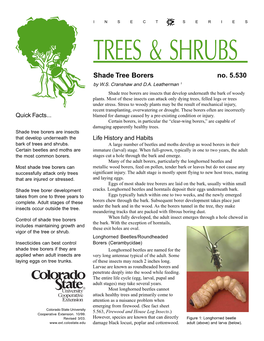 Shade Tree Borers No