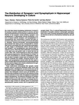 The Distribution of Synapsin I and Synaptophysin in Hippocampal Neurons Developing in Culture