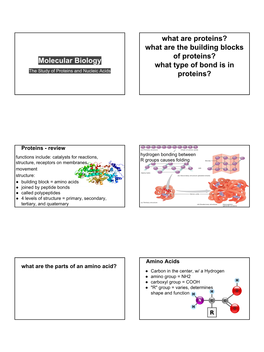 Molecular Biology What Are Proteins?