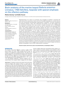 Brain Anatomy of the Marine Isopod Saduria Entomon Linnaeus, 1758 (Valvifera, Isopoda) with Special Emphasis on the Olfactory Pathway
